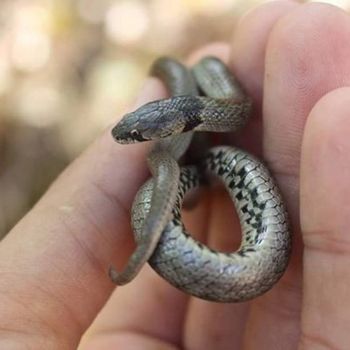 Western Smooth Snake Babies