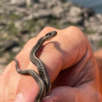 Western Terrestrial Garter Snake Snakelet