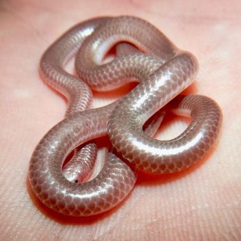 Western Threadsnake Babies