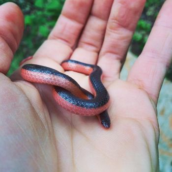 Western Wormsnake Babies