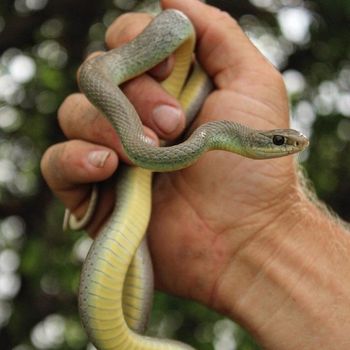 Western Yellow-bellied Racer Babies