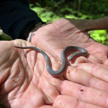 Worm Snake Babies