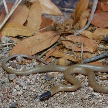 Yaqui Black-Headed Snake Babies