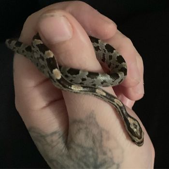 Yellow-bellied Kingsnake Babies