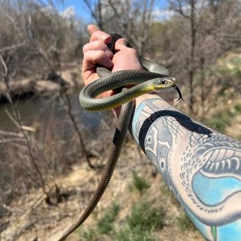 Yellow-bellied Racer Babies