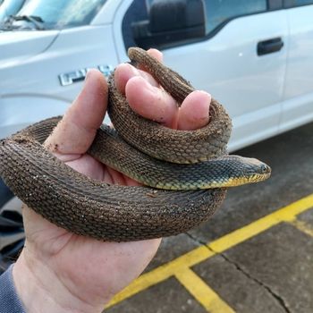 Yellow-bellied Watersnake Babies