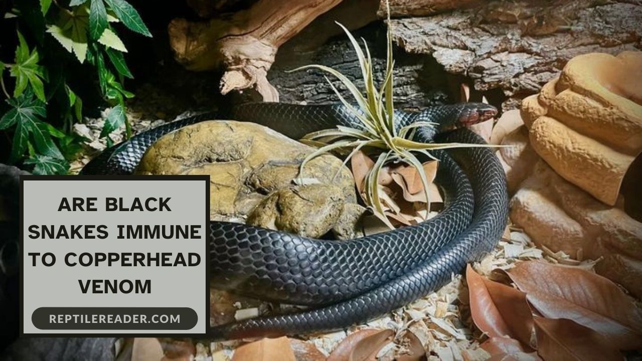 Are Black Snakes Immune to Copperhead Venom