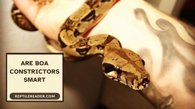 Are Boa Constrictors Smart