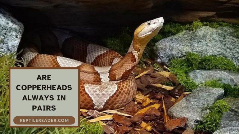 Are Copperheads Always in Pairs