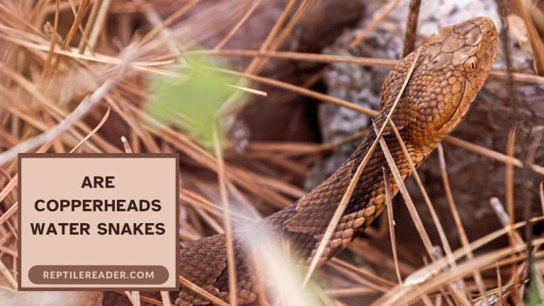 Are Copperheads Water Snakes