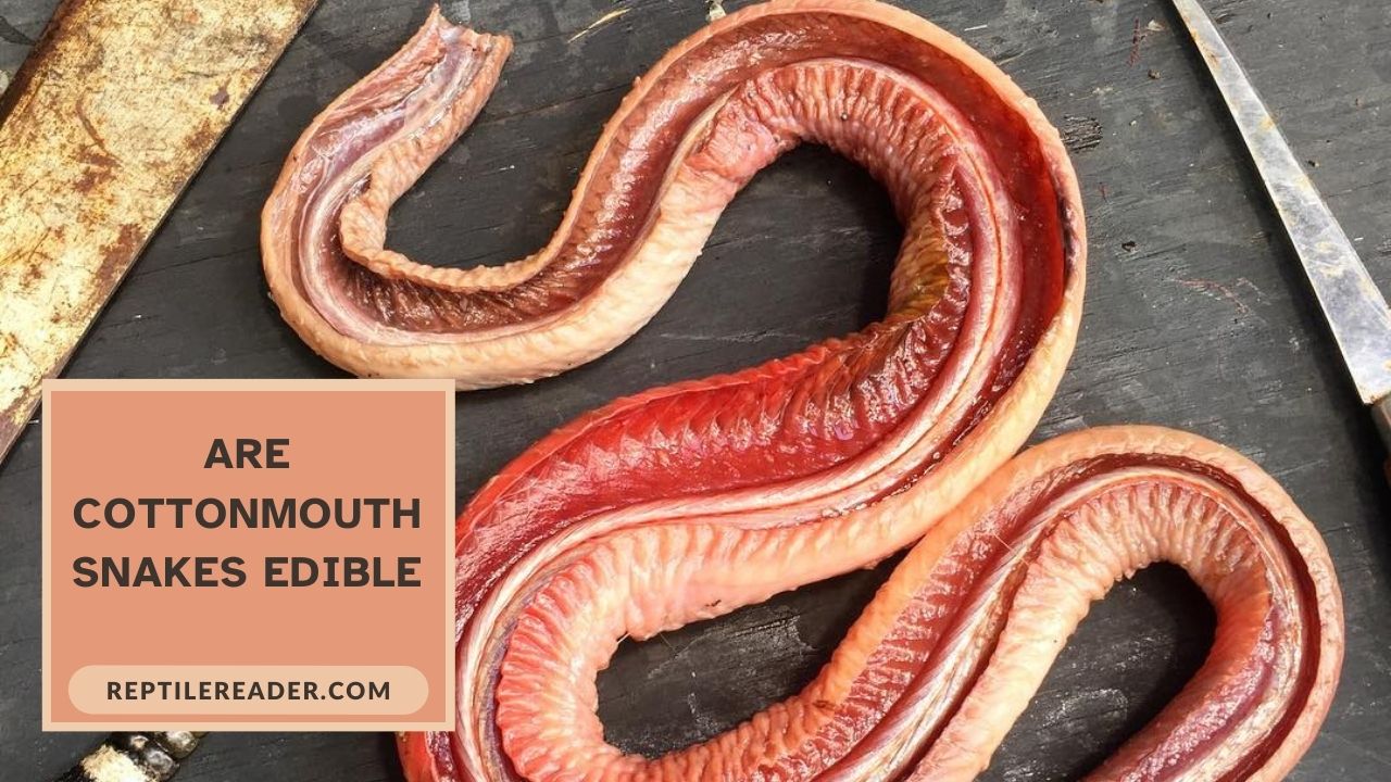 Are Cottonmouth Snakes Edible