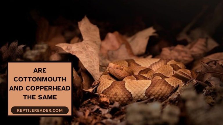 Are Cottonmouth and Copperhead the Same