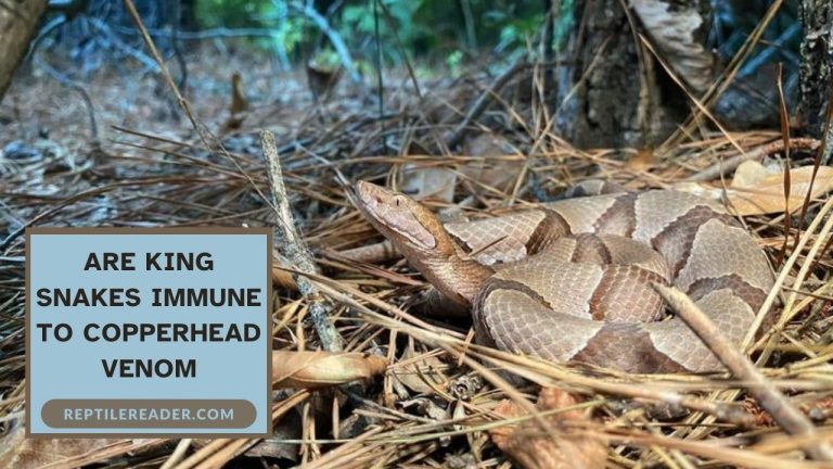 Are King Snakes Immune to Copperhead Venom