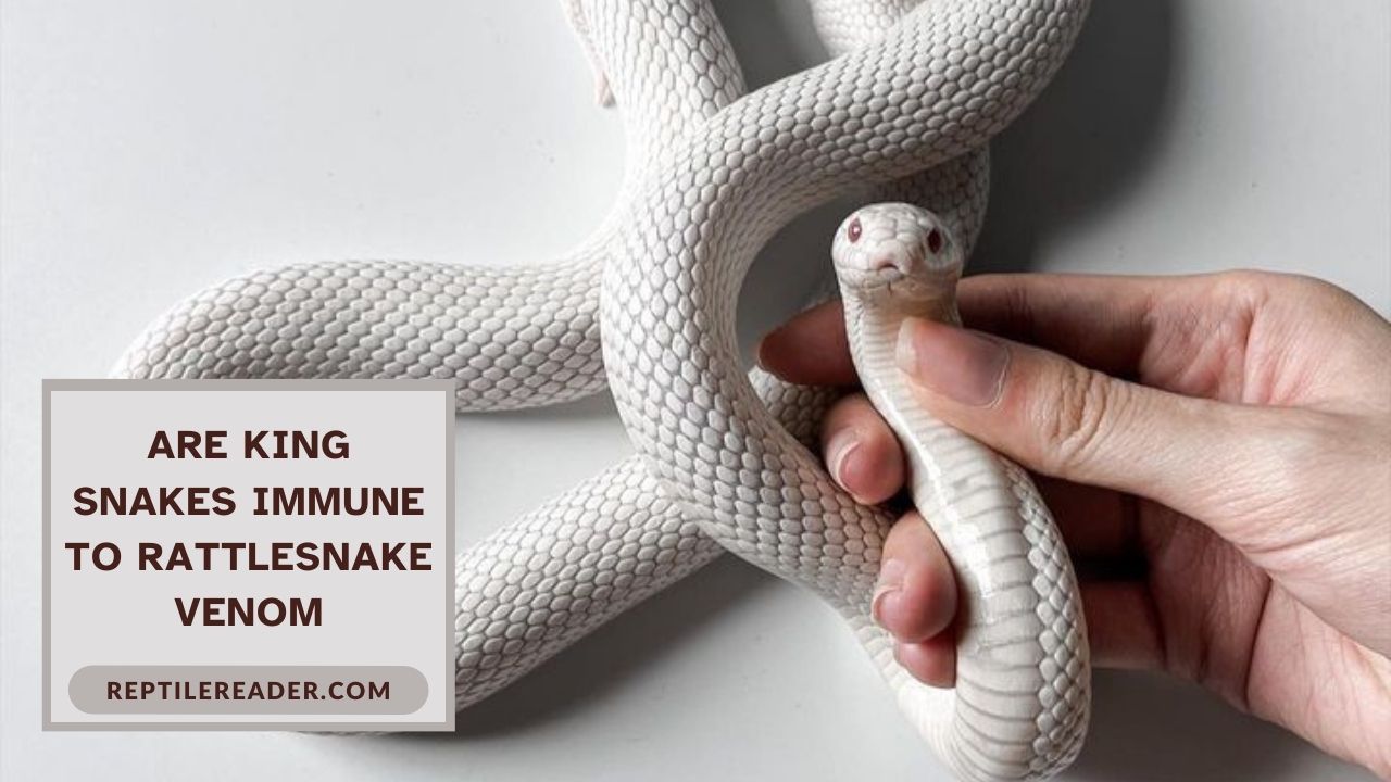 Are King Snakes Immune to Rattlesnake Venom