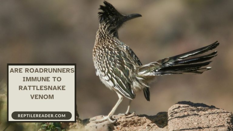 Are Roadrunners Immune to Rattlesnake Venom