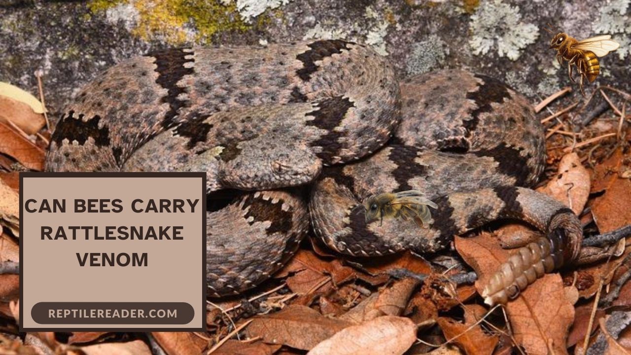 Can Bees Carry Rattlesnake Venom