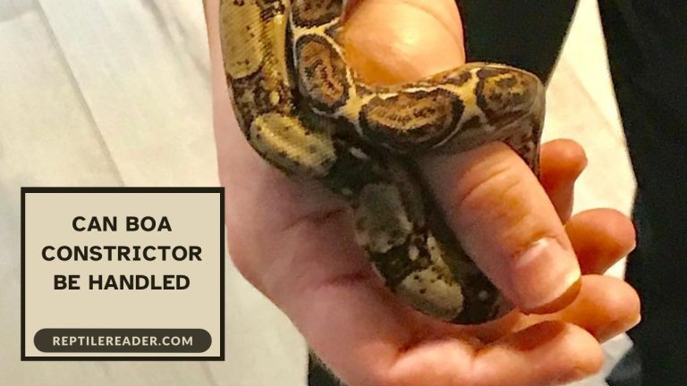 Can Boa Constrictor Be Handled