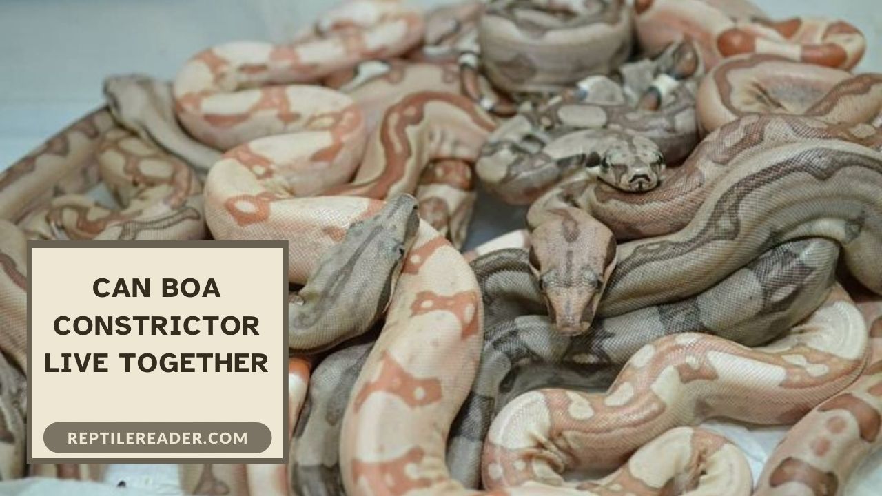 Can Boa Constrictor Live Together