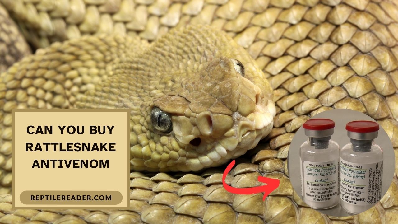 Can You Buy Rattlesnake Antivenom