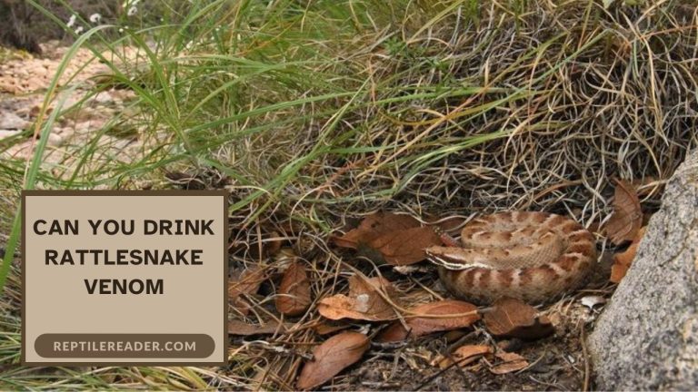 Can You Drink Rattlesnake Venom