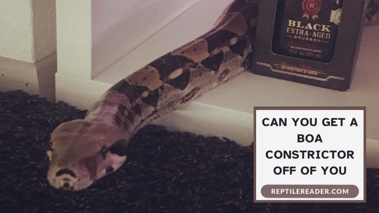 Can You Get a Boa Constrictor Off of You