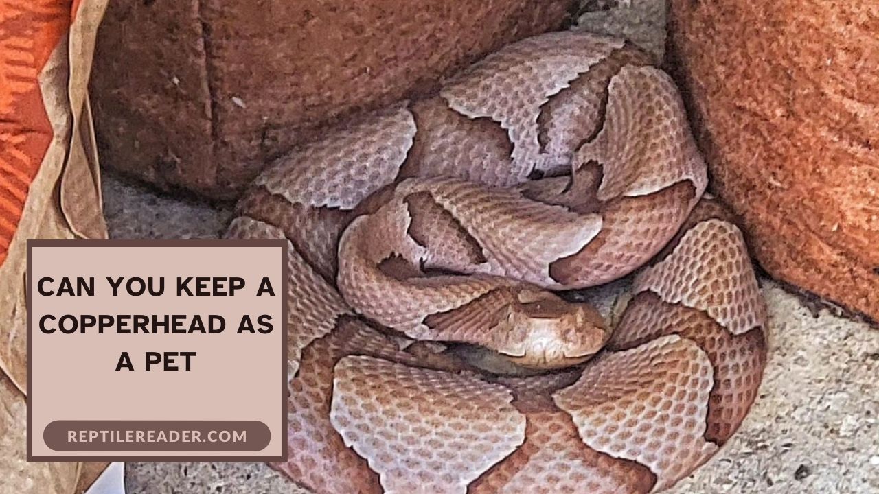 Can You Keep a Copperhead as a Pet