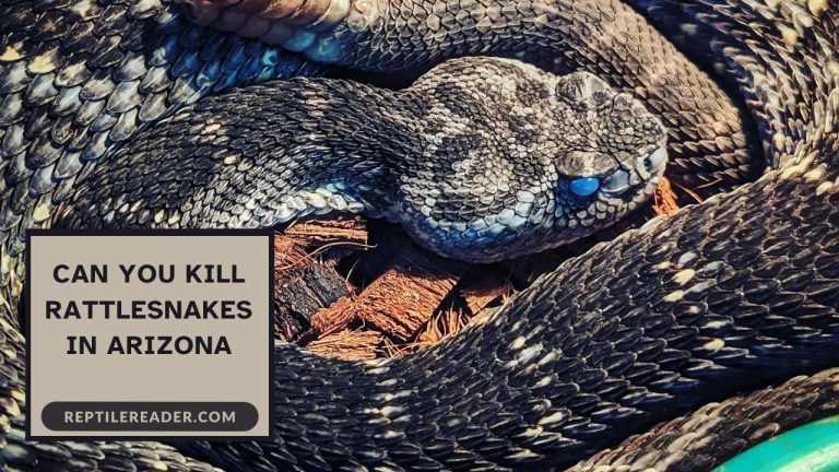Can You Kill Rattlesnakes in Arizona