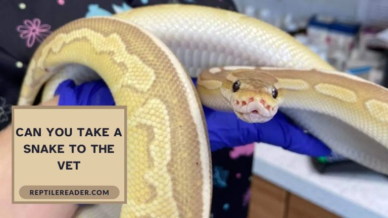 Can You Take a Snake to the Vet