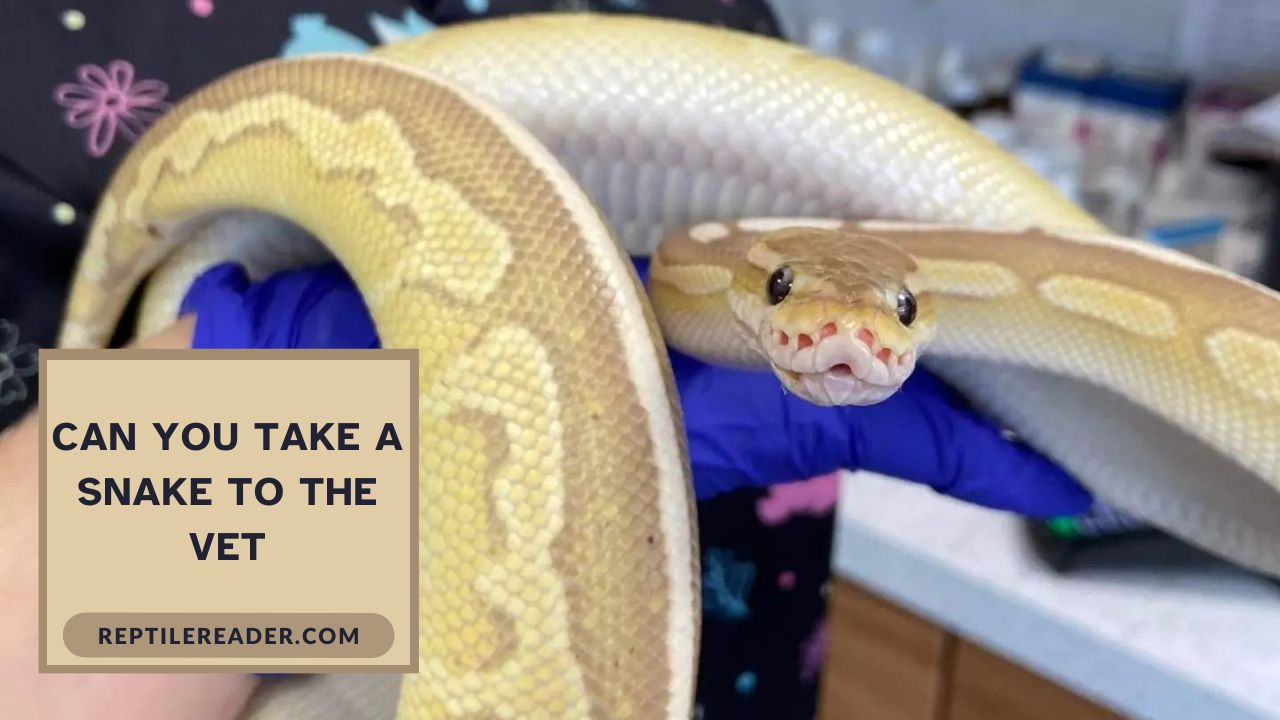 Can You Take a Snake to the Vet