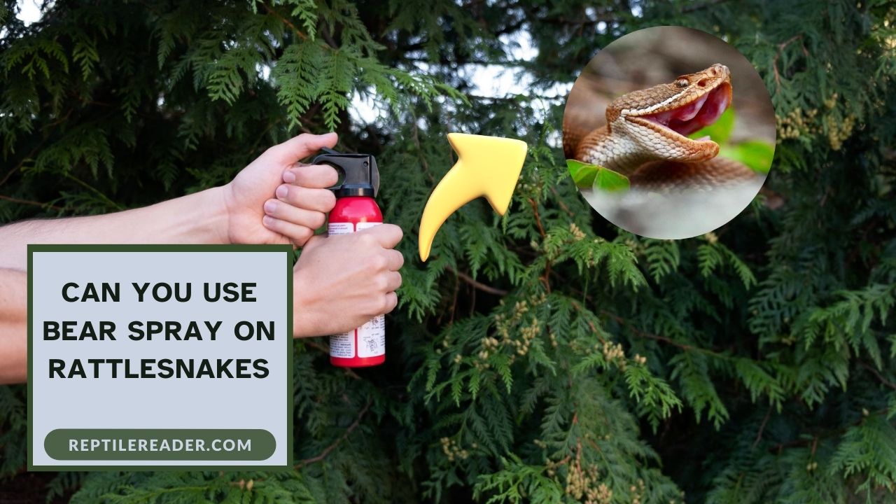 Can You Use Bear Spray on Rattlesnakes