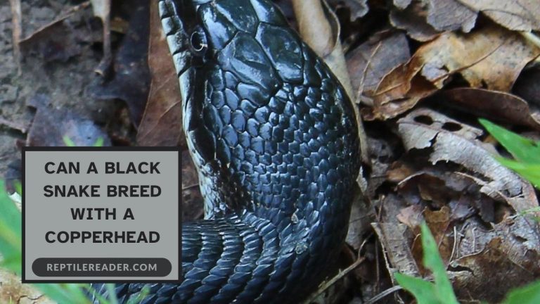 Can a Black Snake Breed With a Copperhead