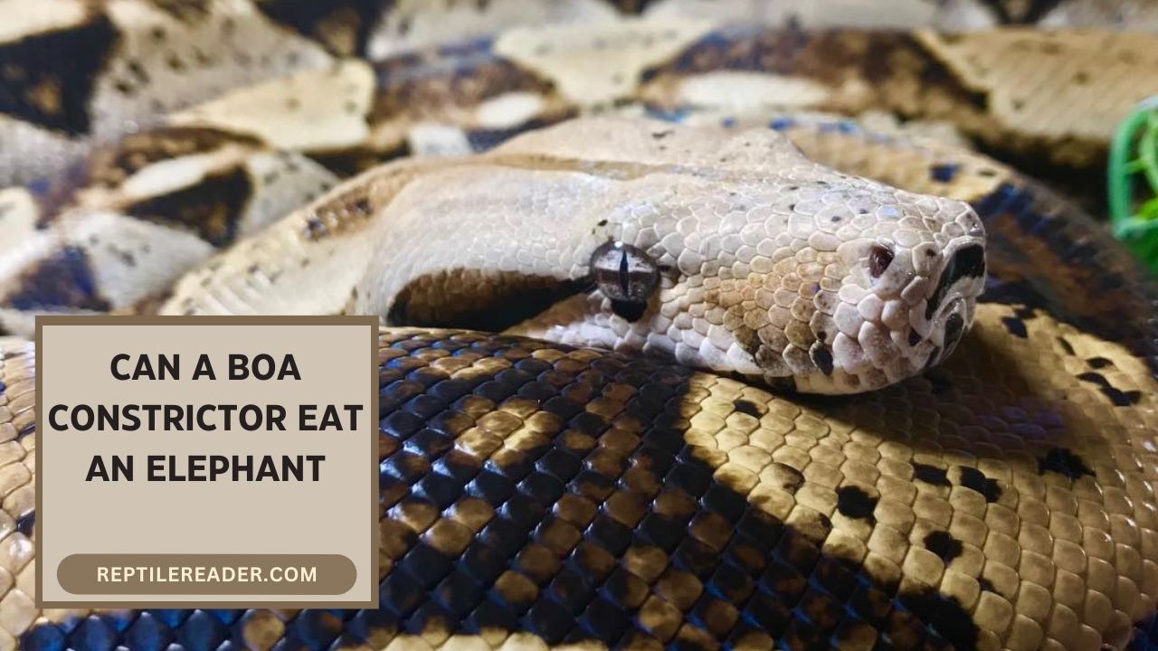 Can a Boa Constrictor Eat an Elephant