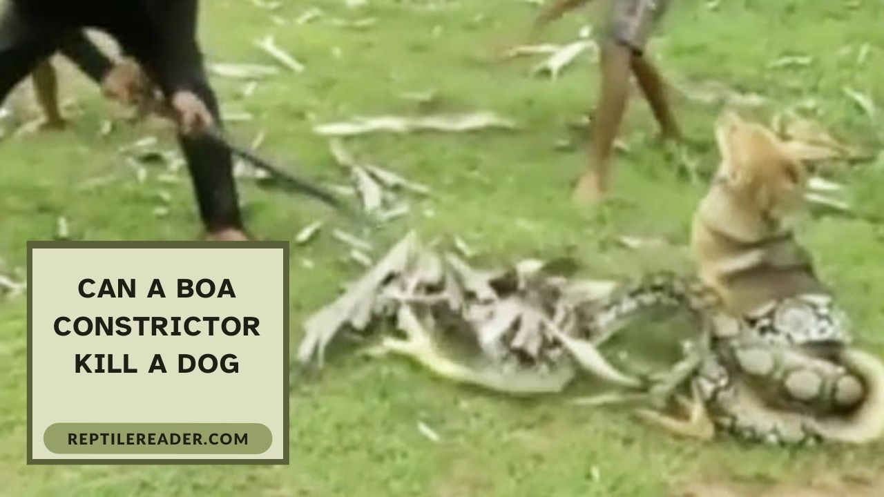 Can a Boa Constrictor Kill a Dog