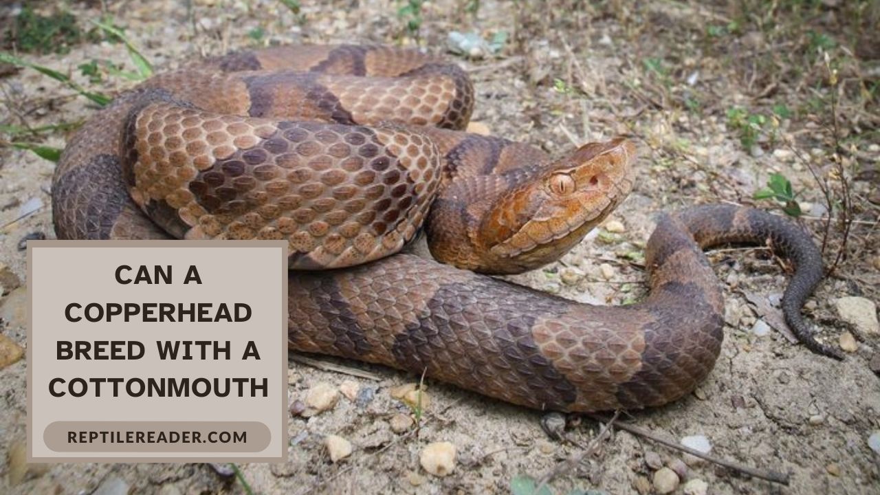 Can a Copperhead Breed With a Cottonmouth