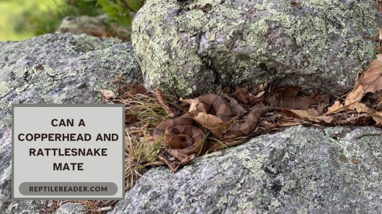 Can a Copperhead and Rattlesnake Mate
