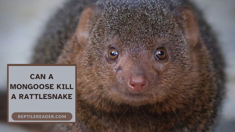 Can a Mongoose Kill a Rattlesnake