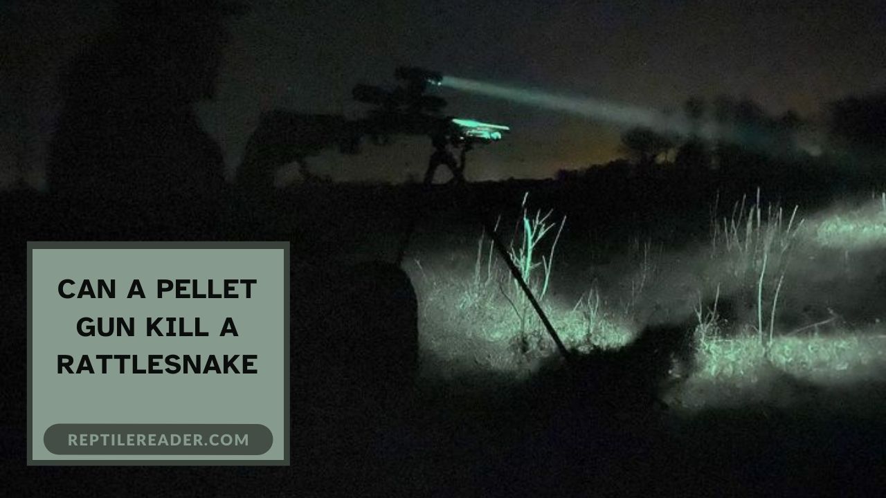 Can a Pellet Gun Kill a Rattlesnake