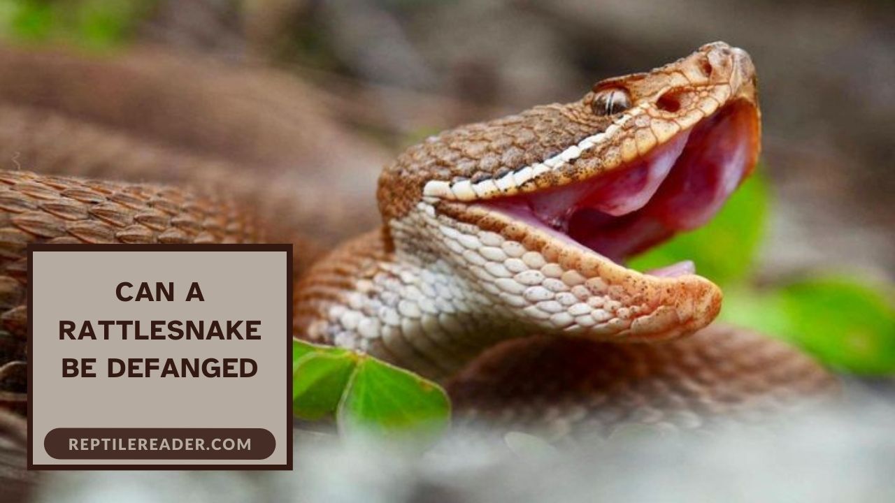 Can a Rattlesnake Be Defanged