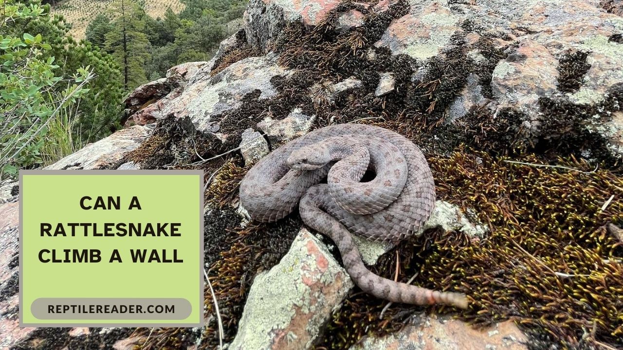 Can a Rattlesnake Climb a Wall