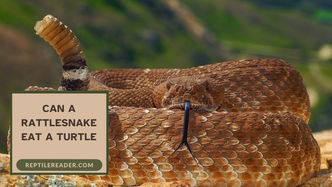 Can a Rattlesnake Eat a Turtle