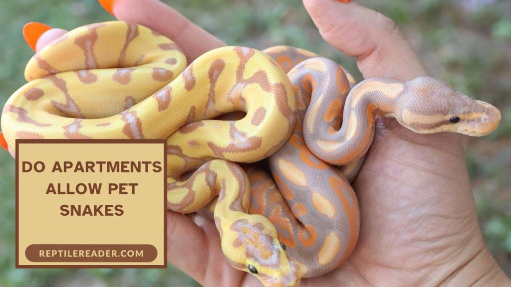 Do Apartments Allow Pet Snakes
