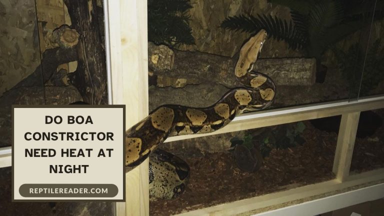 Do Boa Constrictor Need Heat at Night