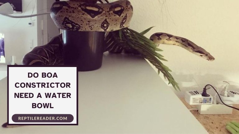 Do Boa Constrictor Need a Water Bowl