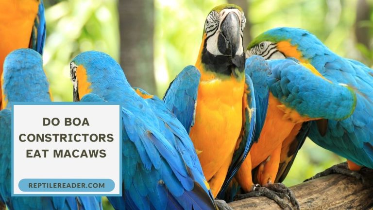 Do Boa Constrictors Eat Macaws