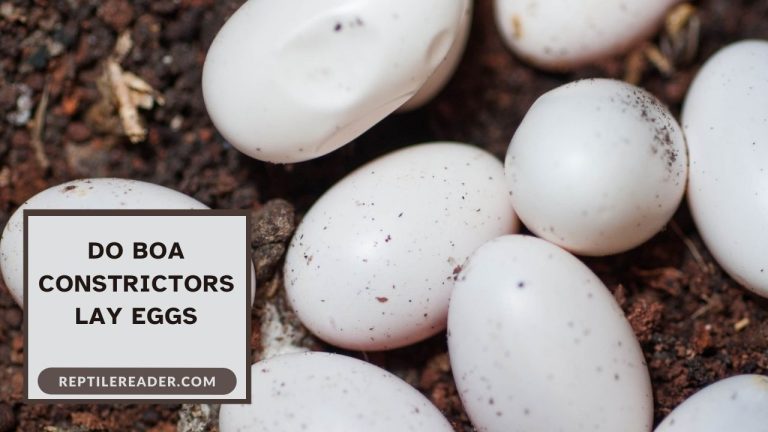 Do Boa Constrictors Lay Eggs