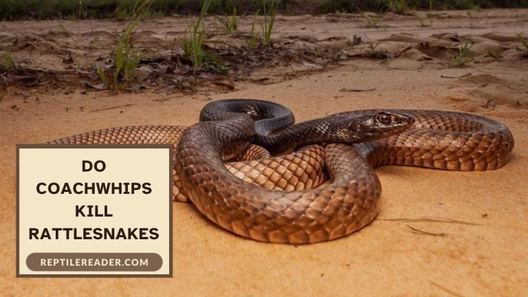 Do Coachwhips Kill Rattlesnakes
