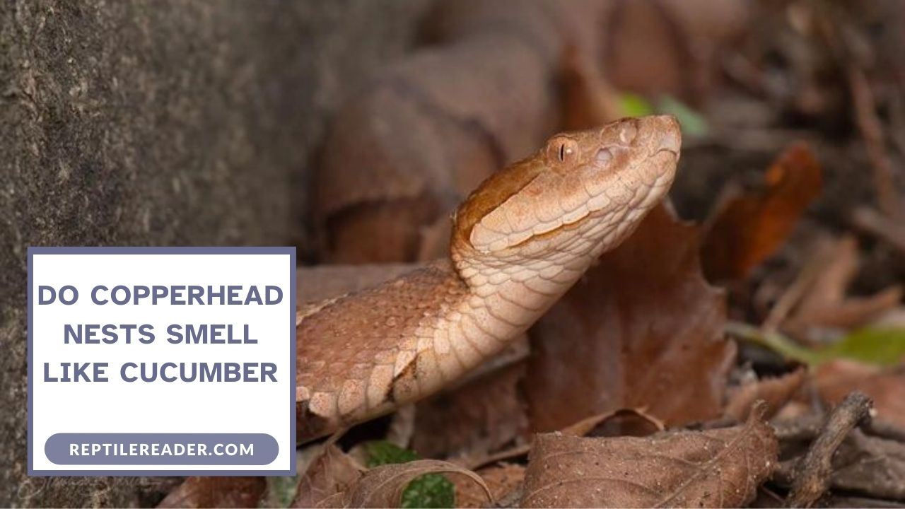 Do Copperhead Nests Smell Like Cucumber