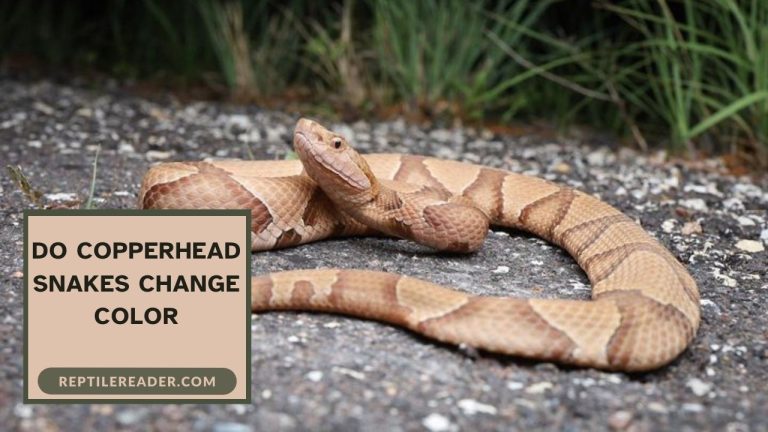 Do Copperhead Snakes Change Color