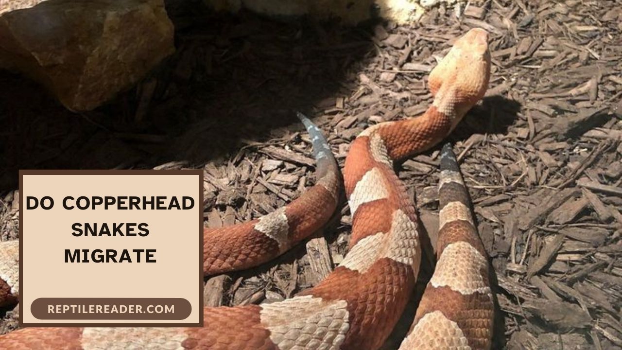 Do Copperhead Snakes Migrate