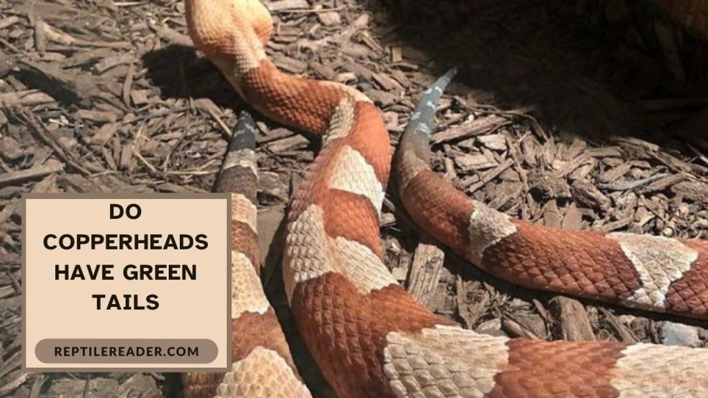 Do Copperheads Have Green Tails